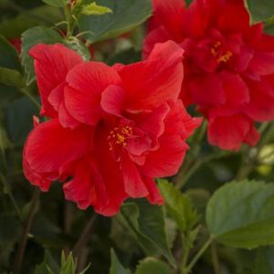 Hibiscus - Red #2 - Image 1