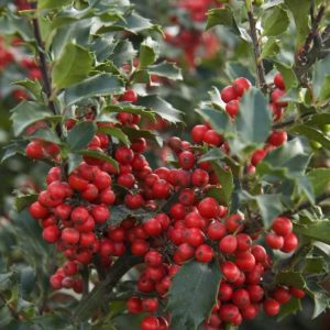 Ilex - Berri Magic (Various Sizes) - Image 1