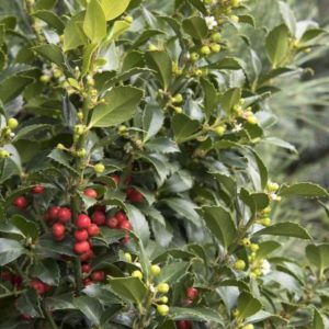 Ilex - Castle Spire #5 - Image 1