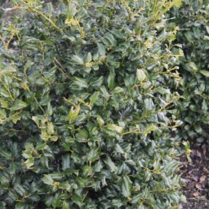 Ilex - China Boy (Various Sizes) - Image 1