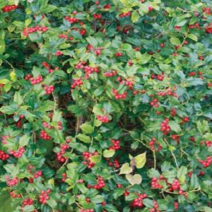 Ilex - China Girl (Various Sizes) - Image 1