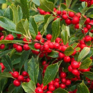 Ilex Verticillata - Red Sprite (Various Sizes) - Image 1
