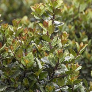 Ilex - Scallywag #3 - Image 1