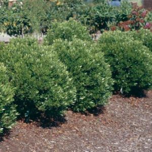 Ilex - Shamrock #3 - Image 1