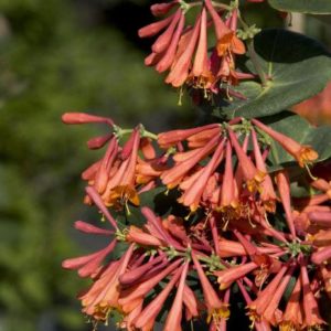 Honeysuckle - Dropmore Scarlet #1 - Image 1