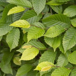 Hornbeam (Various Sizes) - Image 1