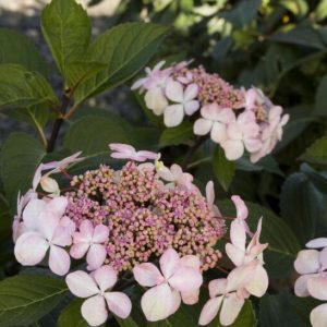 Hydrangea - After Midnight #3 - Image 1