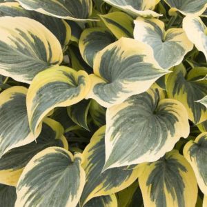 Hosta - First Frost #1 - Image 1