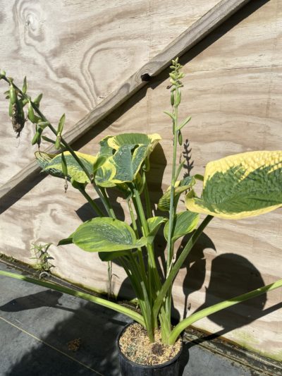 hosta frances williams