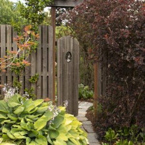 Hosta - Gold Standard #1 - Image 1