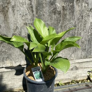 Hosta - Royal Standard #1 - Image 1