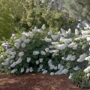 Hydrangea - Alice Oakleaf #3 - Image 1