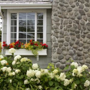 Hydrangea - Annabelle #3/#5 - Image 1