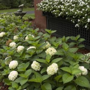 Hydrangea - Endless Summer 'Blushing Bride' (Various Sizes) - Image 1