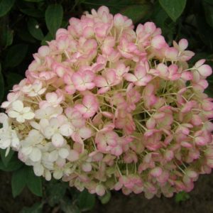 Hydrangea - BOBO #3 - Image 1