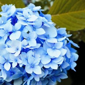Hydrangea - Endless Summer (Various Sizes) - Image 1
