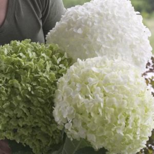 Hydrangea - Incrediball (Various Sizes) - Image 1