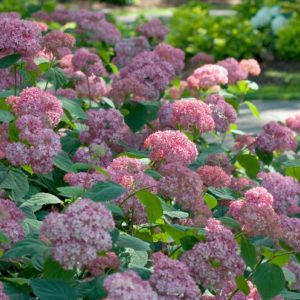 Hydrangea - Invincibelle Spirit (Pink) #3/#5 - Image 1
