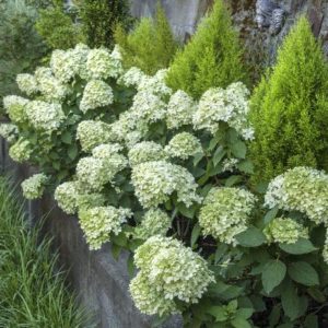 Hydrangea - Little Lime #3/#5 - Image 1