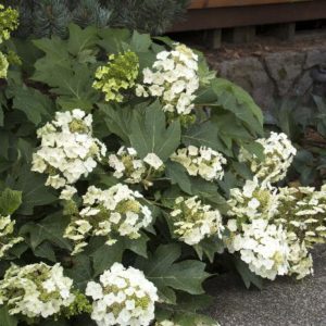 Hydrangea - Munchkin #3 - Image 1