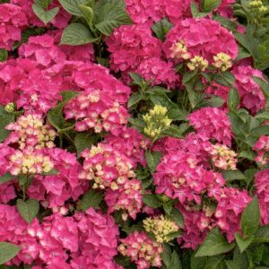 Hydrangea - Pink Elf (Various Sizes) - Image 1