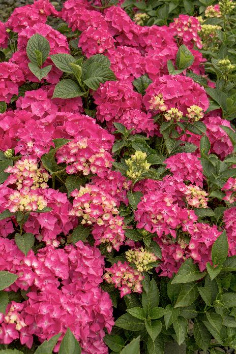 Hydrangea – Pink Elf (Various Sizes) - Jerry's Landscape Nursery