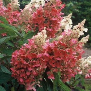 Hydrangea Tree - Pinky Winky #7 - Image 1