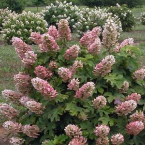 Hydrangea - Ruby Slippers #3/#5 - Image 1