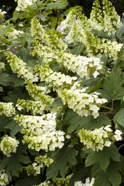hydrangea snow queen oak leaf