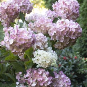 Hydrangea - Strawberry Sundae #3/#5 - Image 1