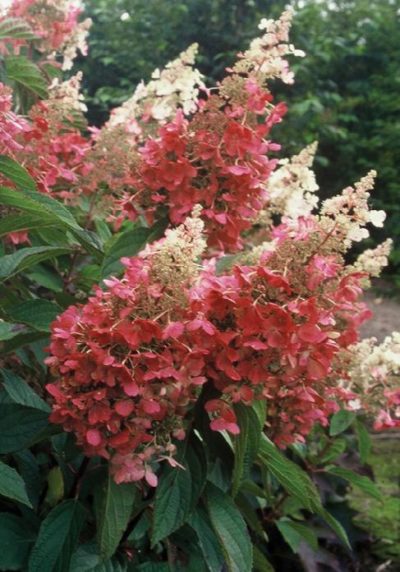 hydrangea tree pinky winky