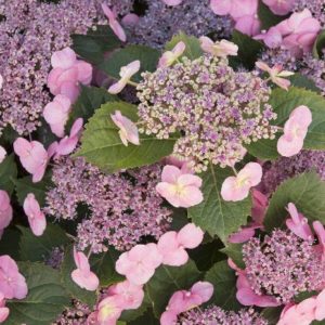Hydrangea - Tiny Tuff Stuff #3 - Image 1