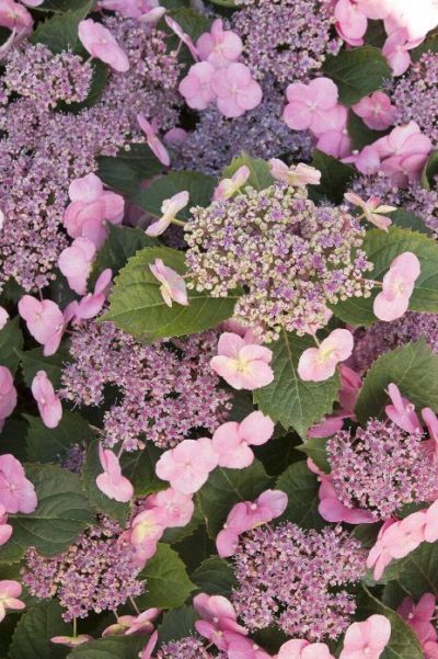 hydrangea tuff stuff