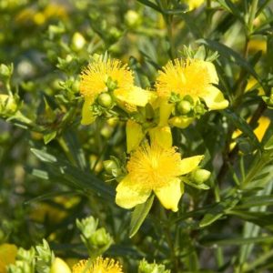 Hypericum Gemo #5 - Image 1