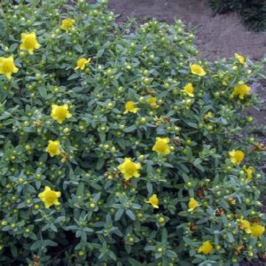 Hypericum - Sunburst #5 - Image 1