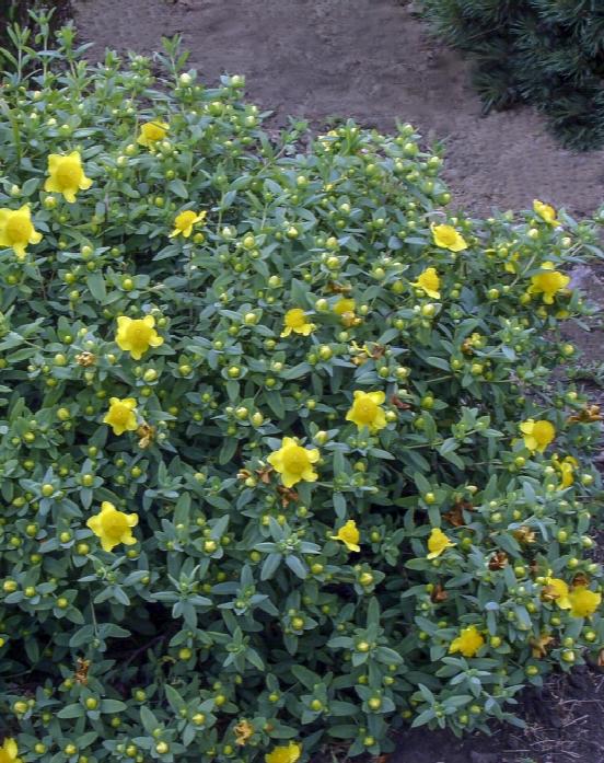 Hypericum – Sunburst #5 - Jerry's Landscape Nursery