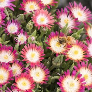 Ice Plant - #1 - Image 1