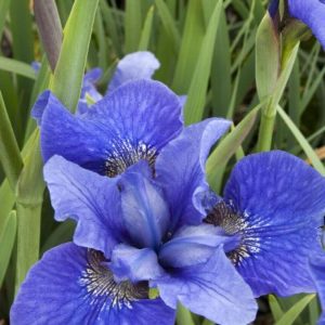 Iris - Quart - Image 1