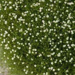Irish Moss 3' - Image 1