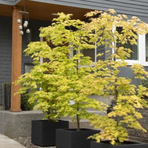 Japanese Maple - Autumn Moon (Various Sizes) - Image 1