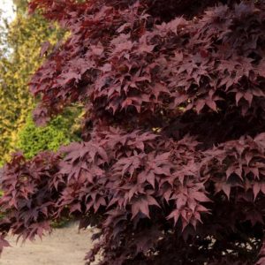 Japanese Maple - Bloodgood (Various Sizes) - Image 1