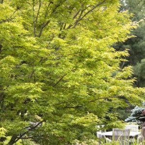 Japanese Maple - Coral Bark (Various Sizes) - Image 1