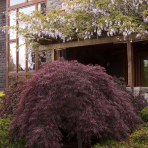 Japanese Maple - Crimson Queen (Various Sizes) - Image 1