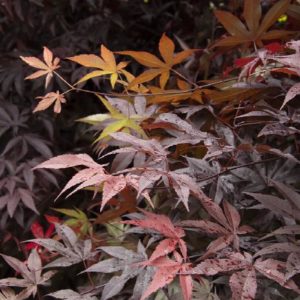Japanese Maple - Emperor One (Various Sizes) - Image 1
