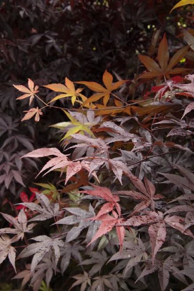 japanese maple emperor one