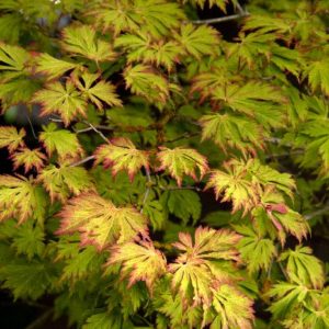 Japanese Maple - Full Moon (Various Sizes) - Image 1