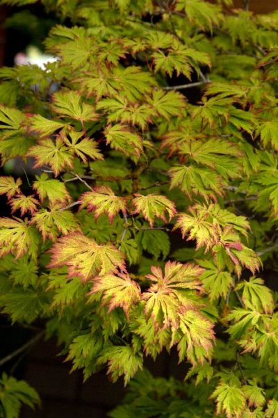 japanese maple full moon