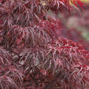 Japanese Maple - Red Dragon #5 - Image 1