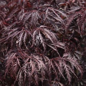 Japanese Maple - Tamukeyama (Various Sizes) - Image 1