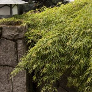 Japanese Maple - Waterfall (Various Sizes) - Image 1
